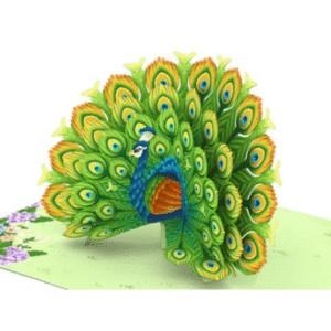 PEACOCK | 8436560042242